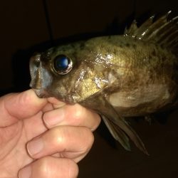 またなんとか釣れました